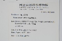 天草鳳尾蕨藏品圖，第2張