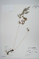 日本金粉蕨藏品圖，第1張