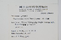 日本金粉蕨藏品圖，第2張