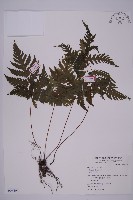 薄葉三叉蕨藏品圖，第1張