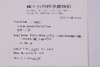 薄葉三叉蕨藏品圖，第2張