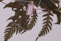 薄葉三叉蕨藏品圖，第3張