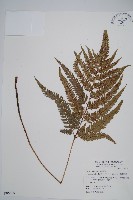 細葉複葉耳蕨藏品圖，第1張