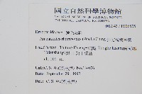 細葉複葉耳蕨藏品圖，第2張