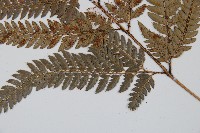 細葉複葉耳蕨藏品圖，第3張