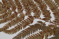 細葉複葉耳蕨藏品圖，第4張