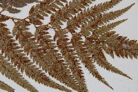 細葉複葉耳蕨藏品圖，第5張