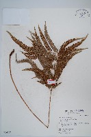 細葉複葉耳蕨藏品圖，第1張