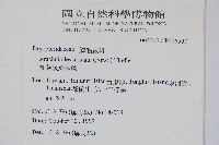 細葉複葉耳蕨藏品圖，第2張