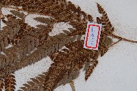 細葉複葉耳蕨藏品圖，第3張