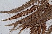 細葉複葉耳蕨藏品圖，第4張