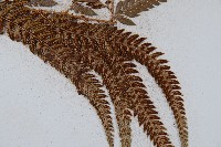 細葉複葉耳蕨藏品圖，第5張