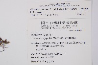 東洋蹄蓋蕨藏品圖，第2張