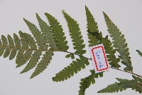 東洋蹄蓋蕨藏品圖，第3張