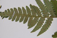 東洋蹄蓋蕨藏品圖，第5張