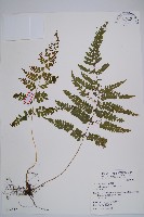 粗毛鱗蓋蕨藏品圖，第1張