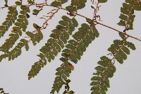 粗毛鱗蓋蕨藏品圖，第3張