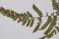 粗毛鱗蓋蕨藏品圖，第4張