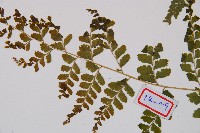 粗毛鱗蓋蕨藏品圖，第5張