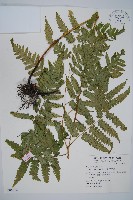 刺柄雙蓋蕨藏品圖，第1張