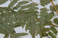 刺柄雙蓋蕨藏品圖，第3張