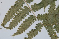 刺柄雙蓋蕨藏品圖，第4張