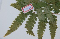 刺柄雙蓋蕨藏品圖，第5張