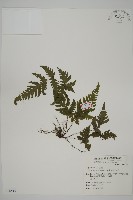 薄葉三叉蕨藏品圖，第1張