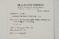 薄葉三叉蕨藏品圖，第2張