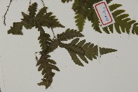 薄葉三叉蕨藏品圖，第3張