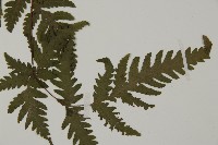 薄葉三叉蕨藏品圖，第4張