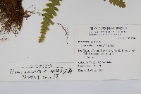 弧脈鳳尾蕨藏品圖，第2張