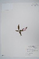 臺灣車前蕨藏品圖，第1張