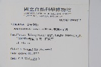 臺灣車前蕨藏品圖，第2張