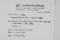 全緣卷柏藏品圖，第2張