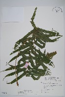 大葉毛蕨藏品圖，第1張