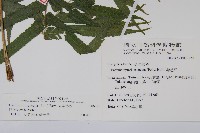 大葉毛蕨藏品圖，第2張