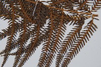 臺灣金狗毛蕨藏品圖，第3張