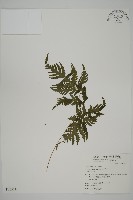 薄葉三叉蕨藏品圖，第1張