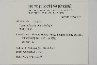 薄葉三叉蕨藏品圖，第2張