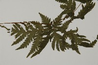 薄葉三叉蕨藏品圖，第3張