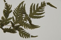 薄葉三叉蕨藏品圖，第4張