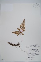 杯狀蓋陰石蕨藏品圖，第1張