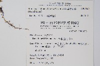 杯狀蓋陰石蕨藏品圖，第2張