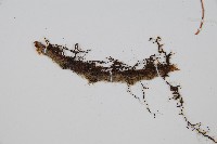 杯狀蓋陰石蕨藏品圖，第3張