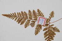 杯狀蓋陰石蕨藏品圖，第4張