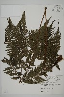 肋毛蕨藏品圖，第1張