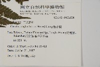 肋毛蕨藏品圖，第2張