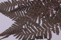 肋毛蕨藏品圖，第5張