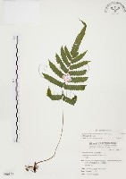 毛蕨藏品圖，第1張